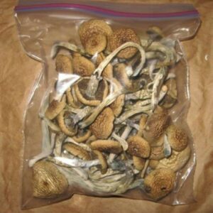 Golden teacher mushrooms
